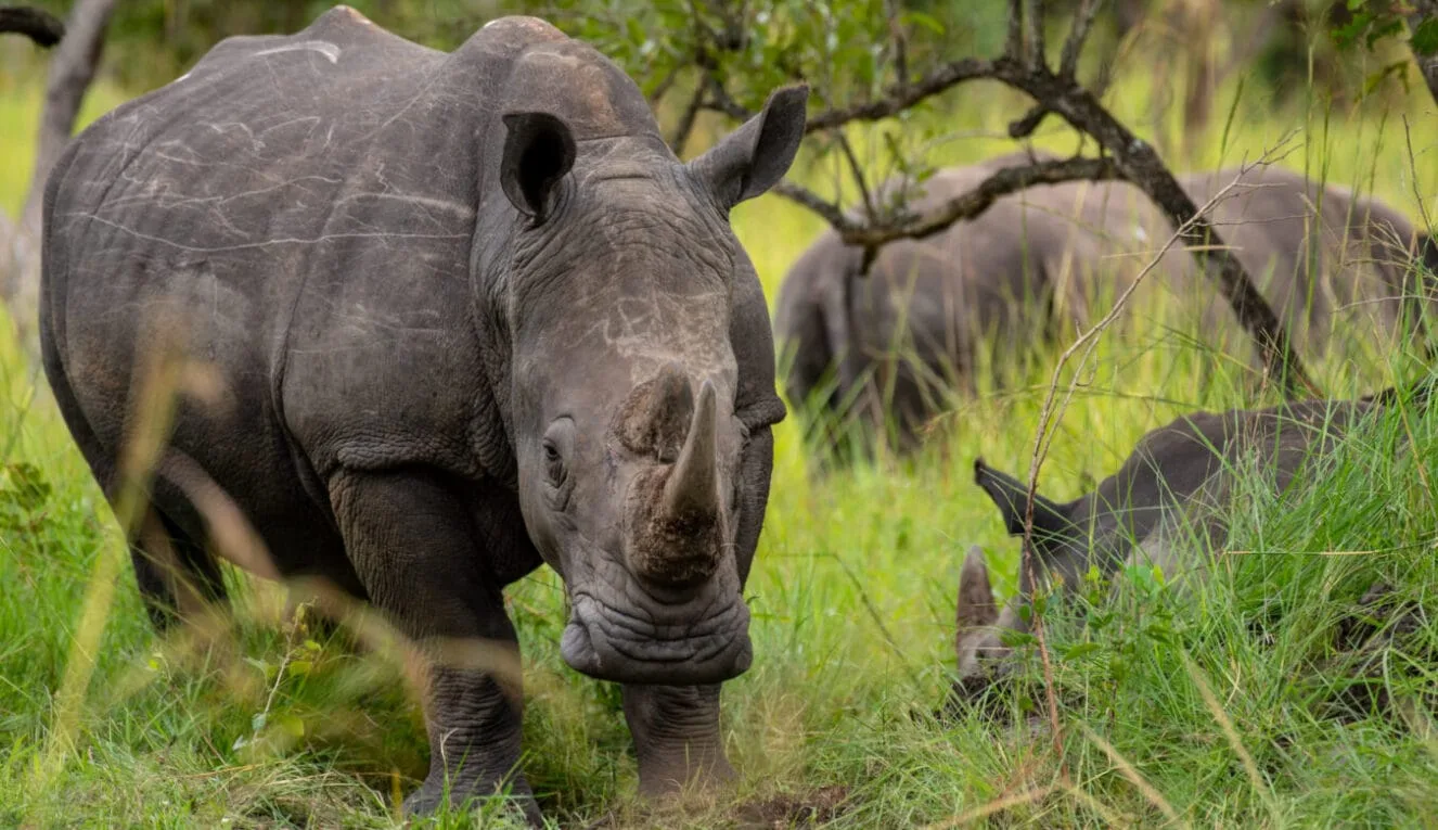 Black Rhinoceros in Ngorongoro