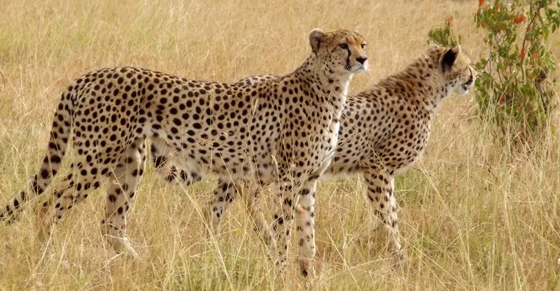 Big Cats and Wild Dogs in Tanzania