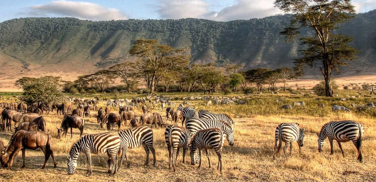 Wildlife in Ngorongoro Crater, Tanzania