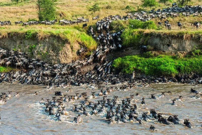 Wildebeest crossing the Mara River, Serengeti