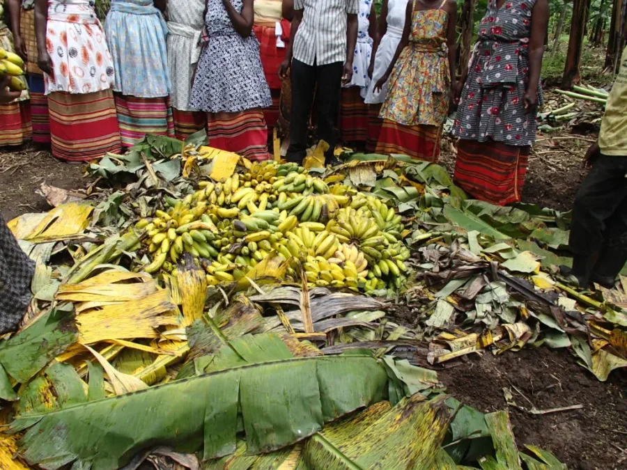Traditional banana gin brewing process in Bunyaruguru, Uganda