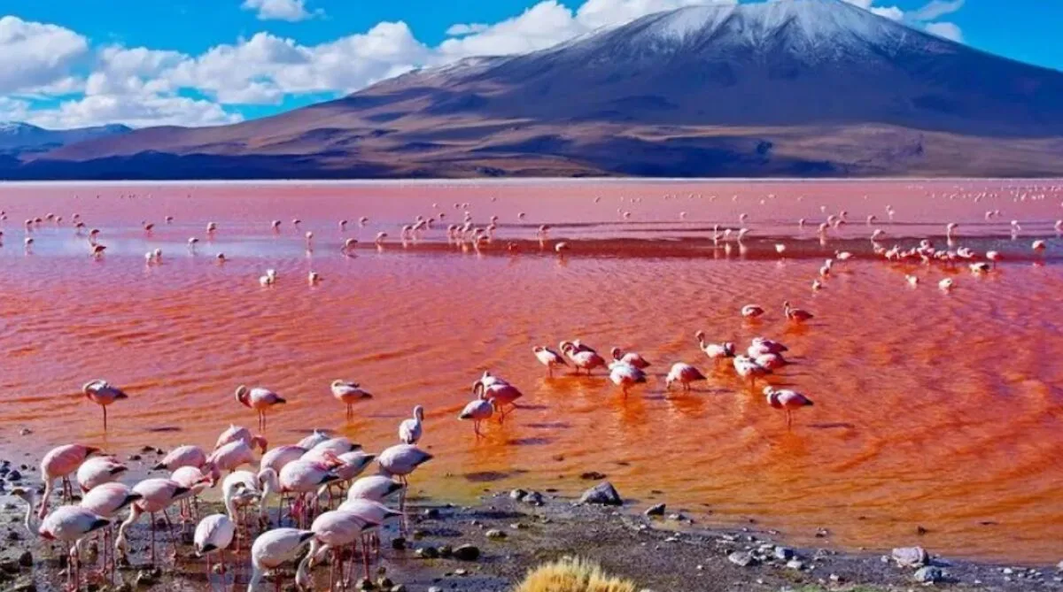 Flamingos on the shores of Lake Natron, Tanzania