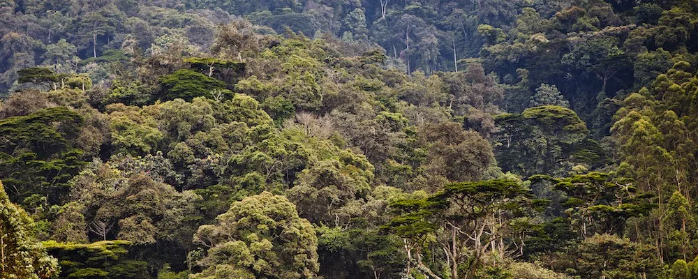 Dense green canopy of Maramagambo Forest in Queen Elizabeth National Park, Uganda