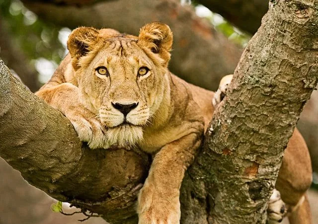 Wildlife and savannah landscape of Queen Elizabeth National Park, Uganda