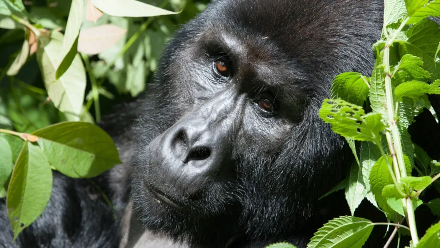 Silverback mountain gorilla in Bwindi Impenetrable Forest, Uganda