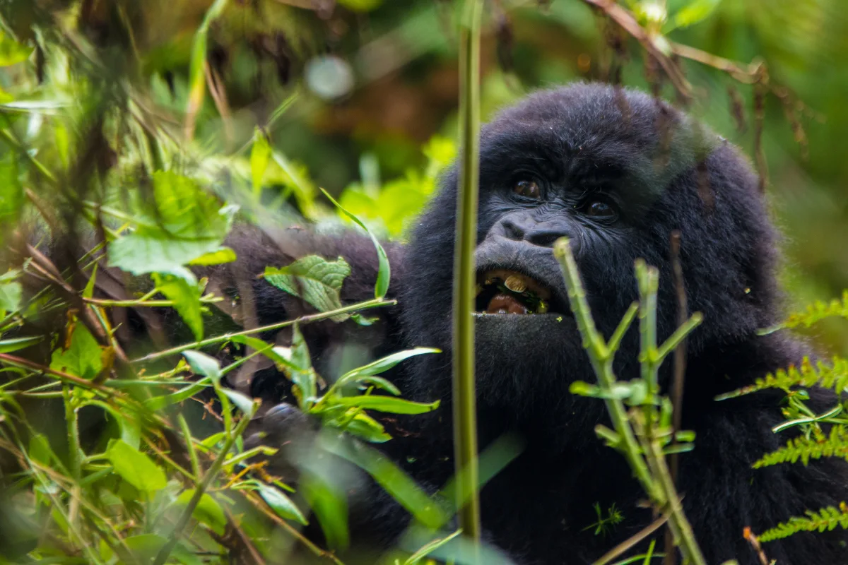 Bwindi Impenetrable Forest, protecting Uganda's ancient rainforest