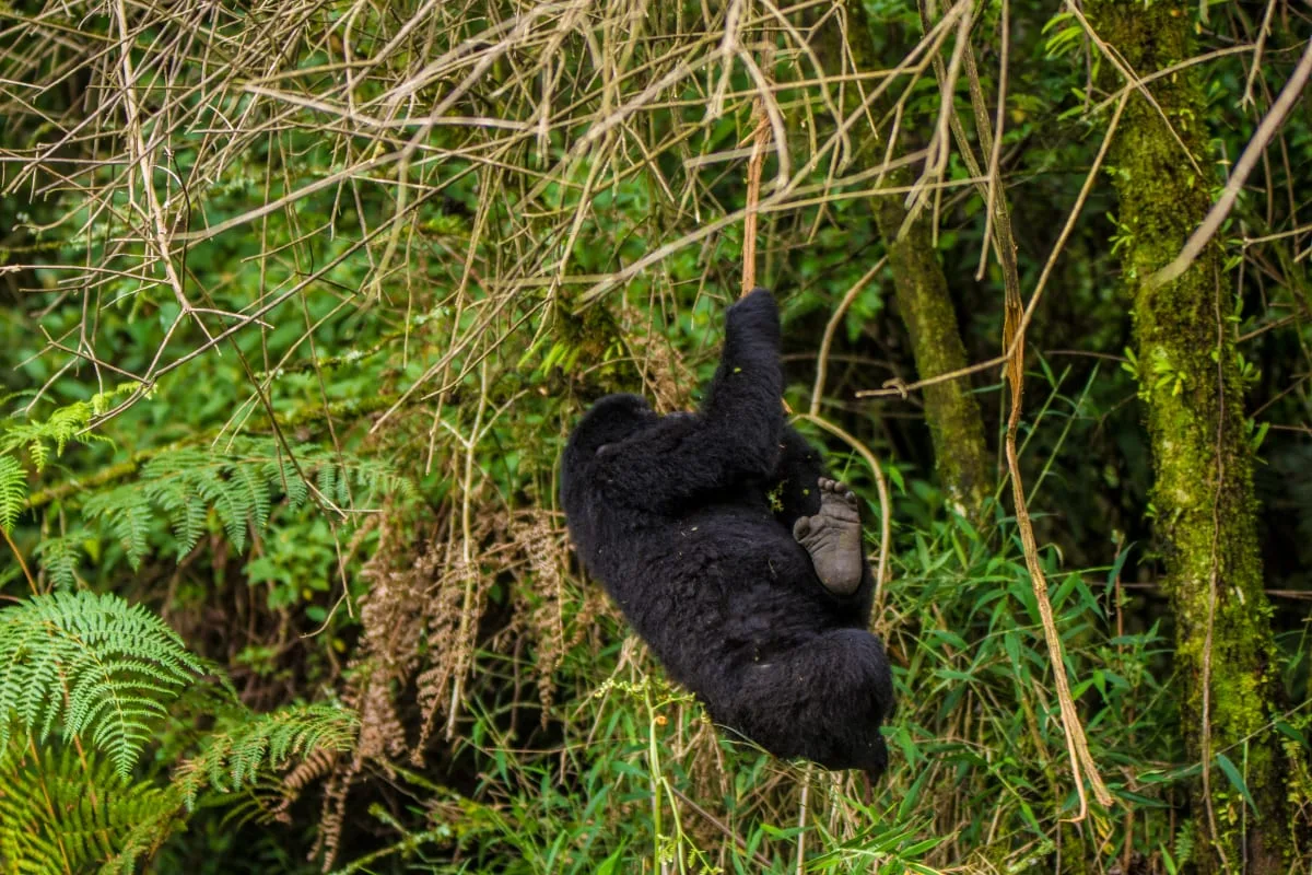 Mountain gorilla in Bwindi Impenetrable Forest, Uganda