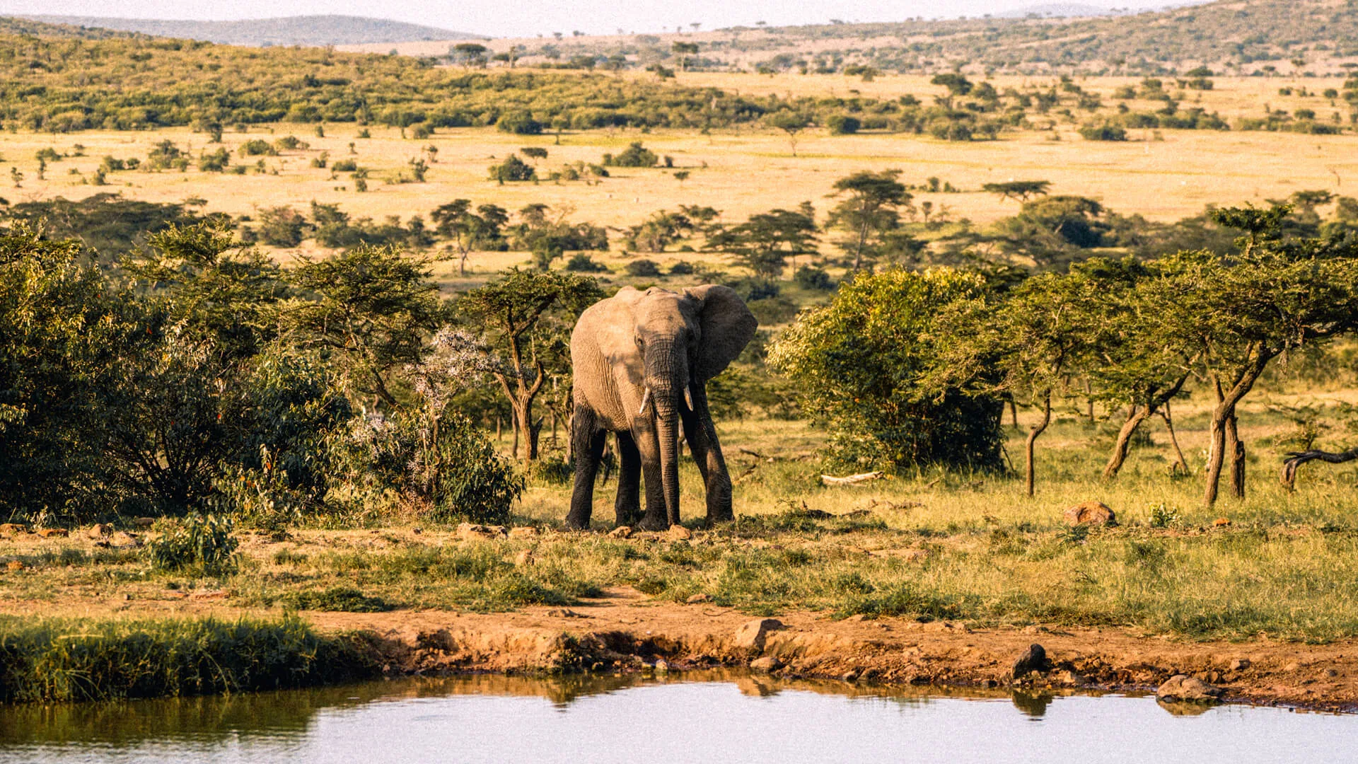 Elephant approaching a waterhole, Kenya