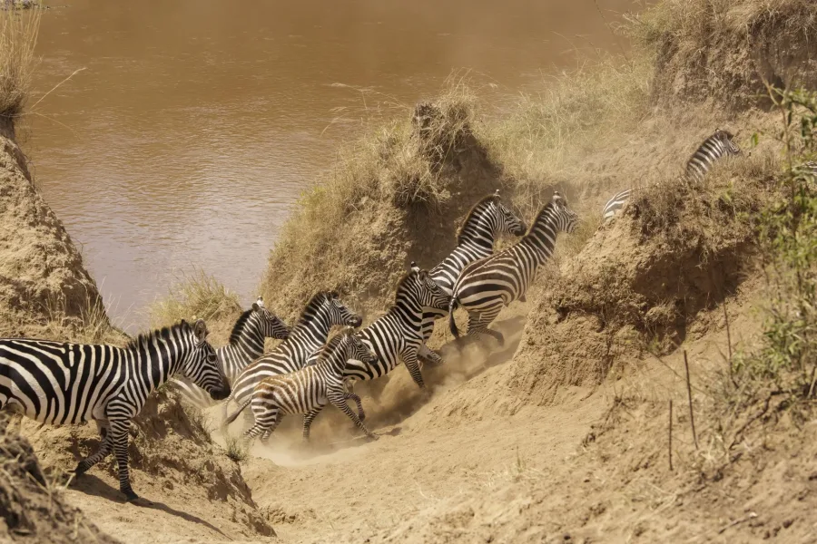 Kenya Masai Mara wildebeest migration safari