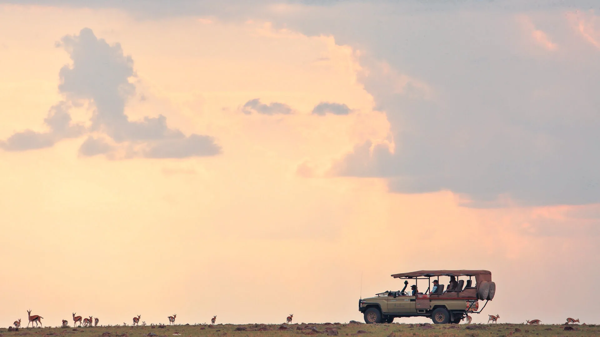 Reticulated giraffe at sunset, Samburu Kenya