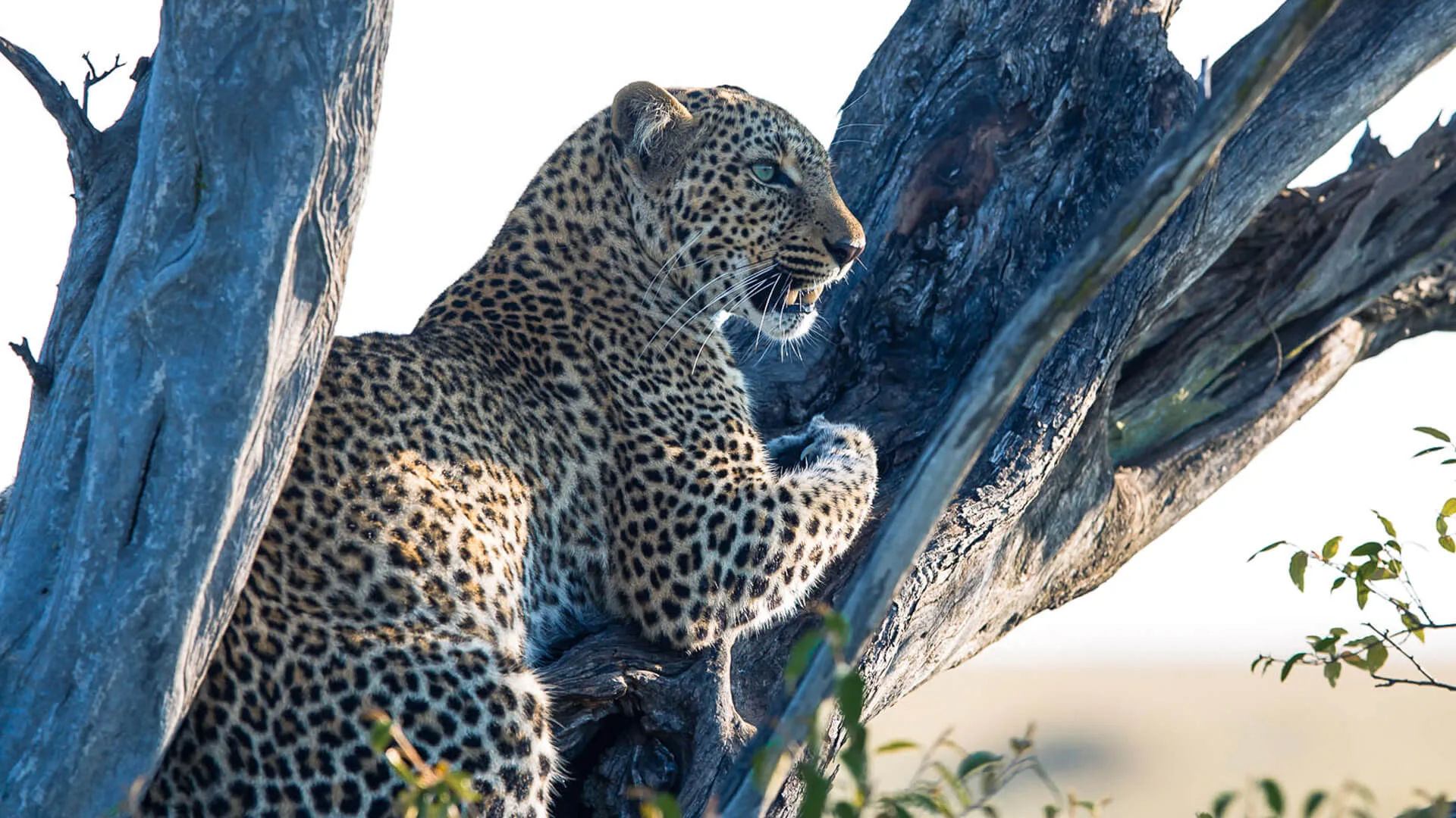 Leopard in a fig tree, Maasai Mara
