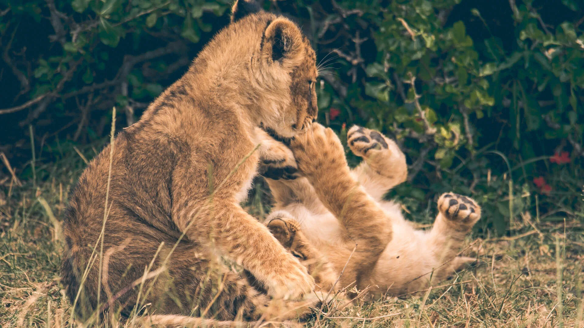 Playful lion cubs, Kenya