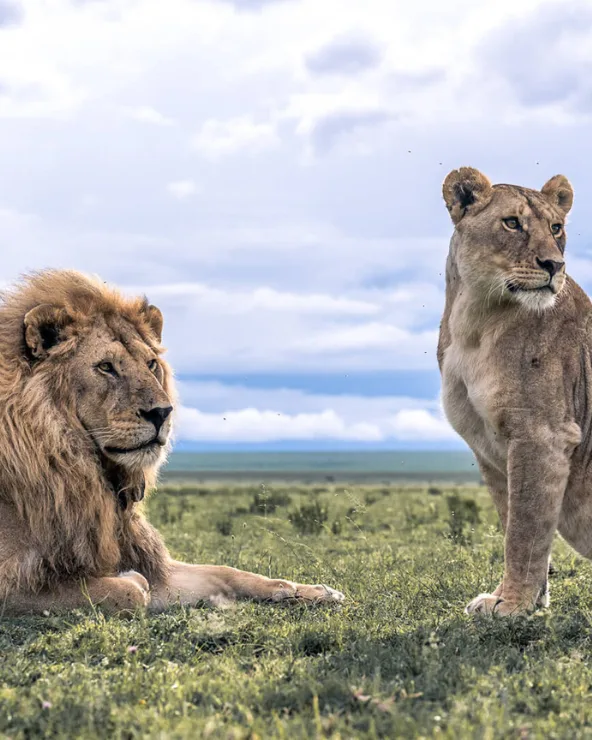 Lion in the Maasai Mara, Kenya