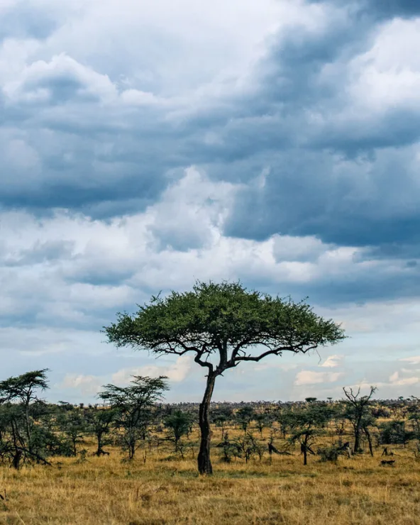 Moody skies before the rains, Maasai Mara