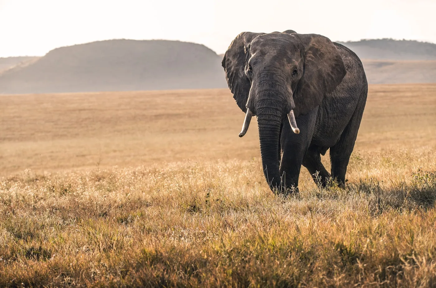 Ol Pejeta Conservancy, Kenya