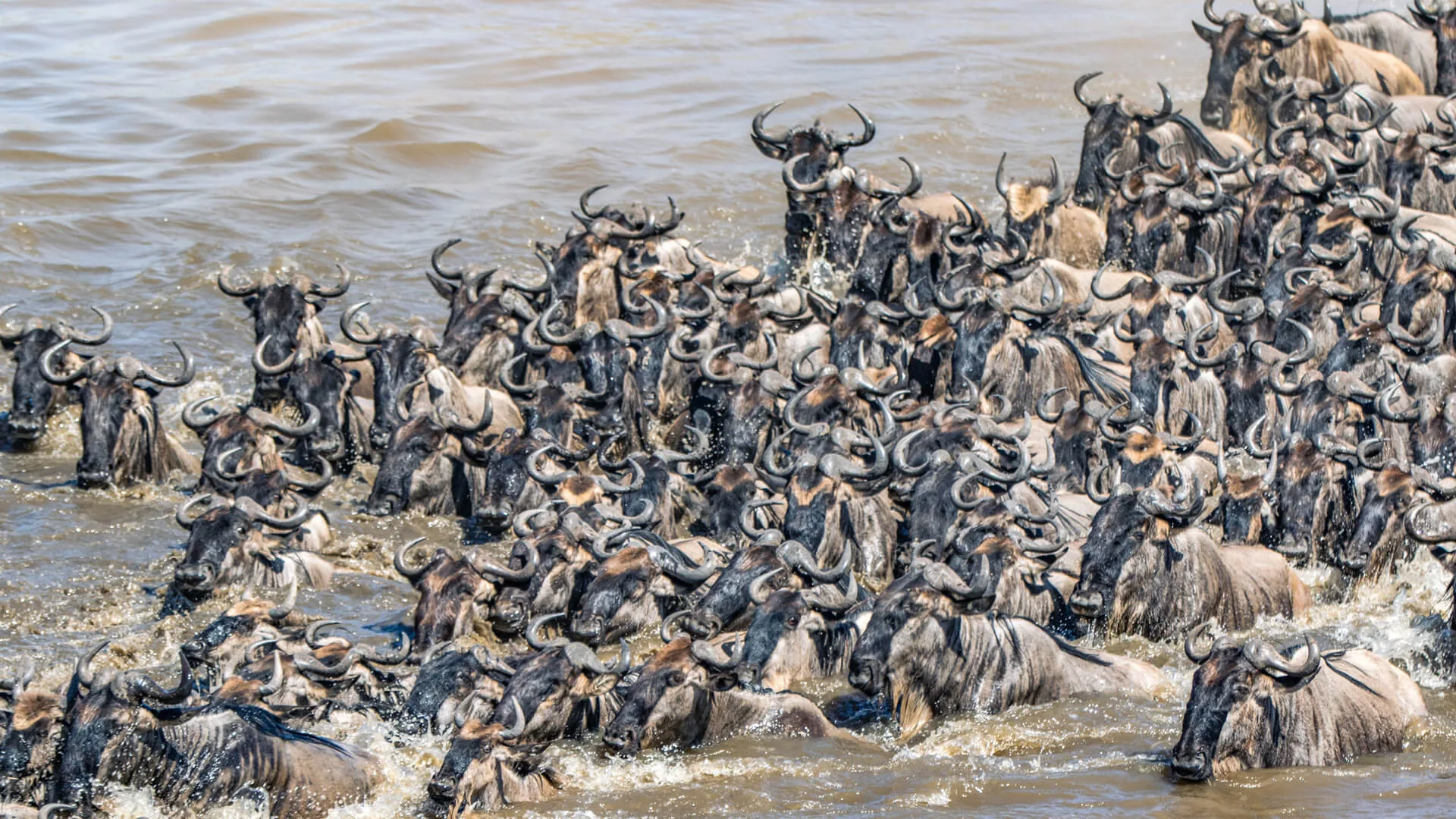 Wildebeest Mara River Crossing, Kenya