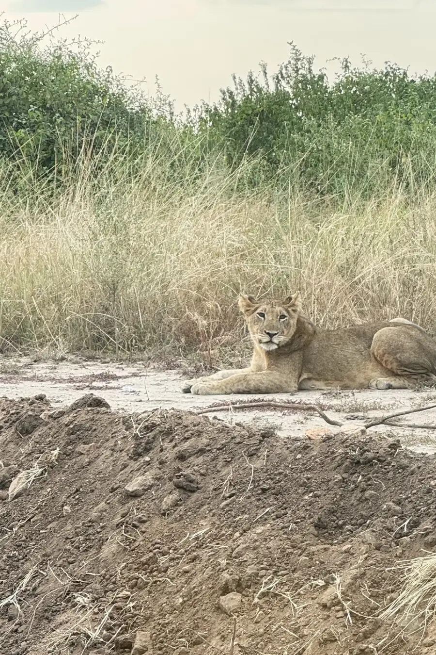Lioness resting in the savannah grass on a Big Five safari