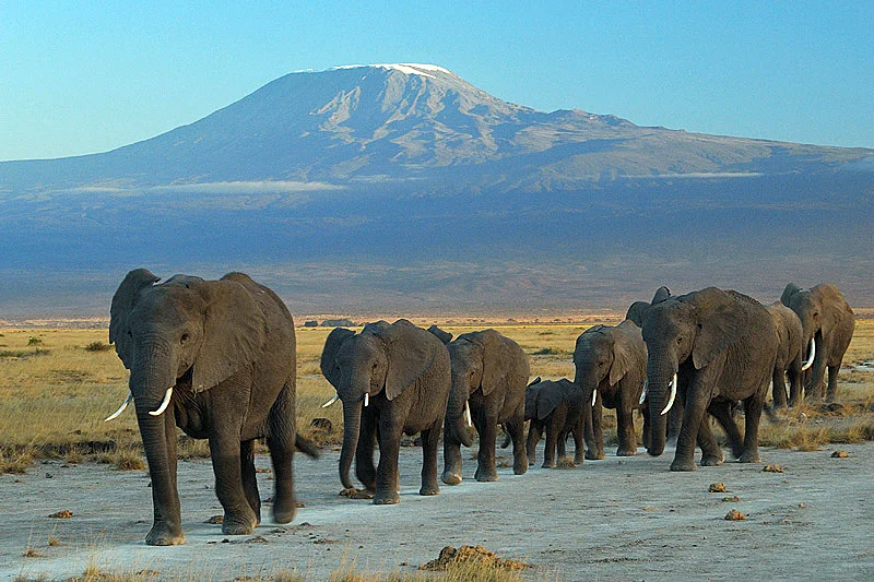 Amboseli National Park, Kenya