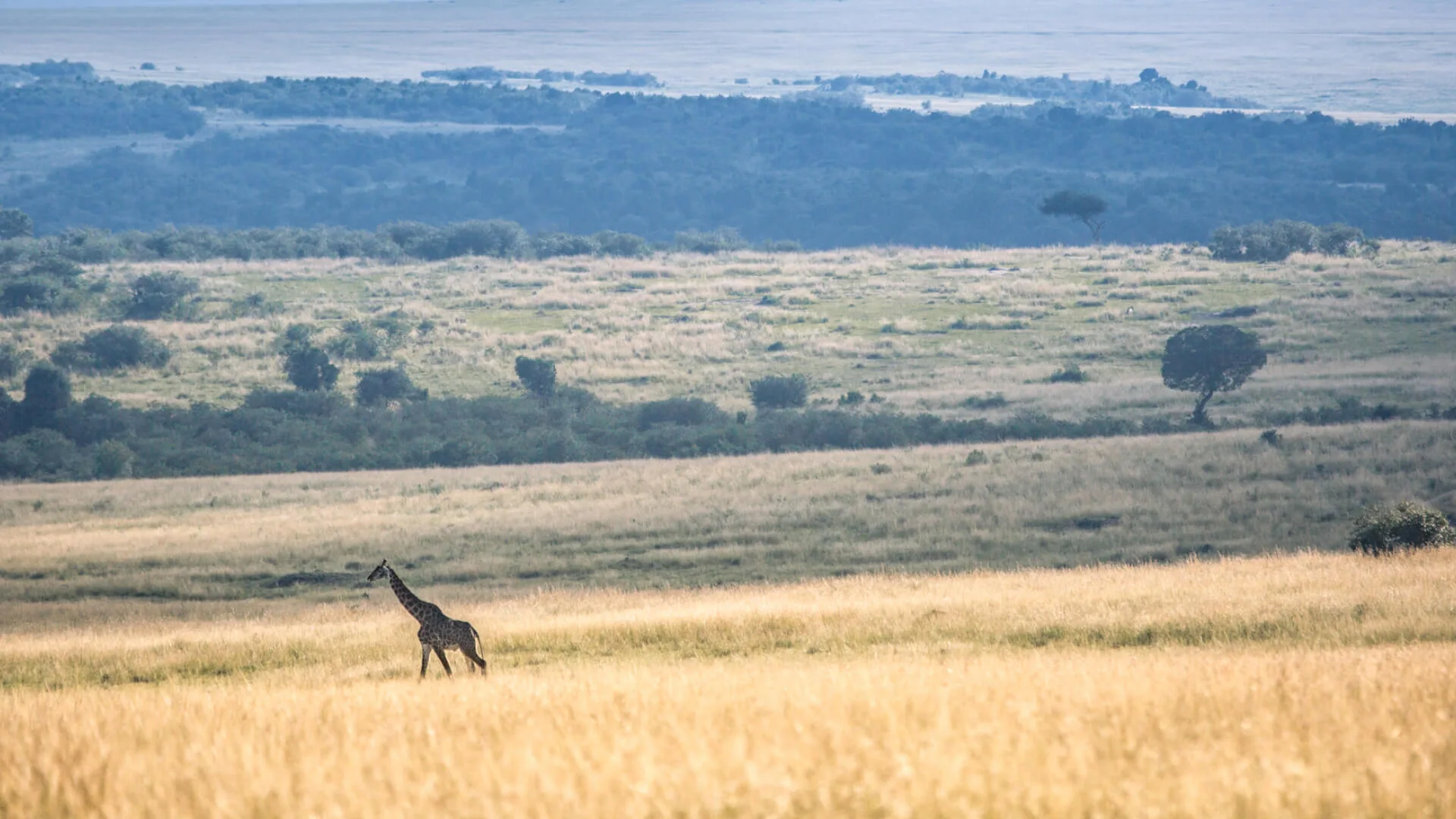 Maasai Mara National Reserve, Kenya
