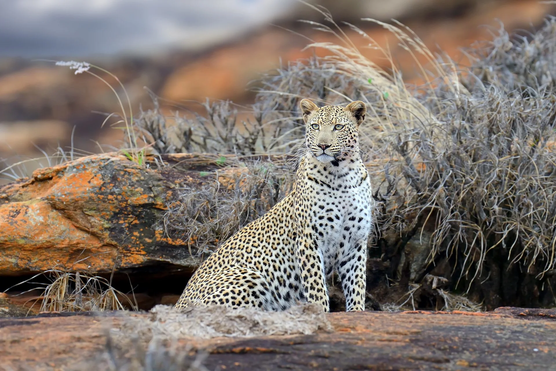Tsavo National Park, Kenya