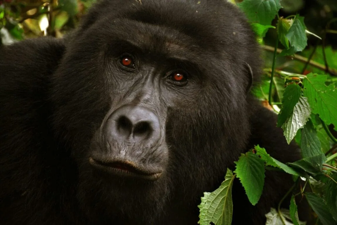 Akagera National Park, Rwanda