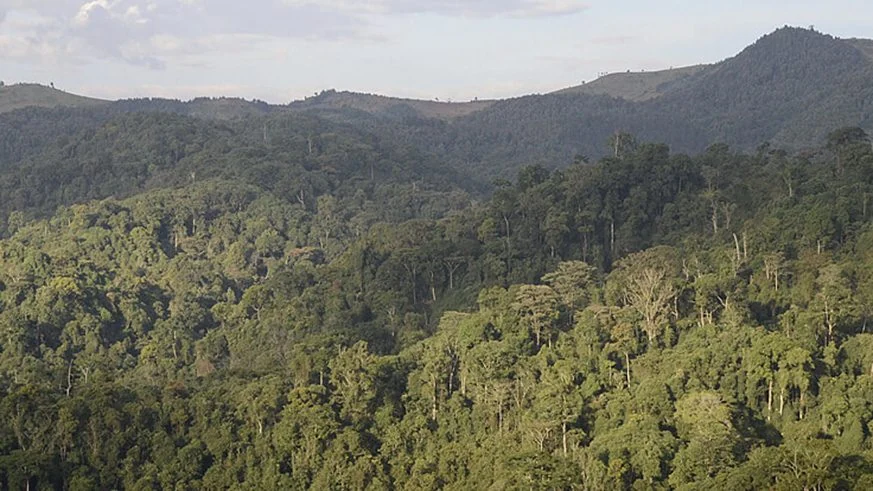 Gishwati-Mukura National Park forest canopy, Rwanda