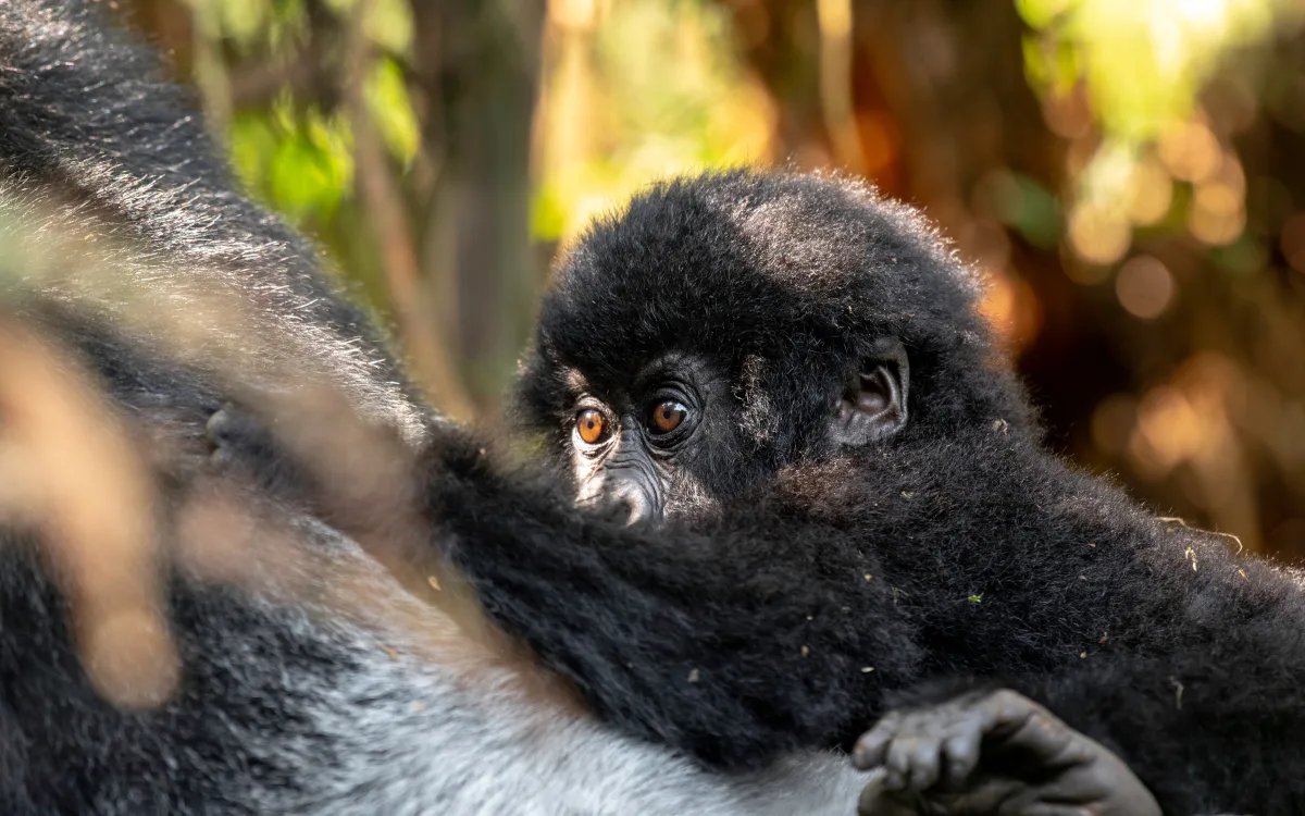 Volcanoes National Park, Rwanda