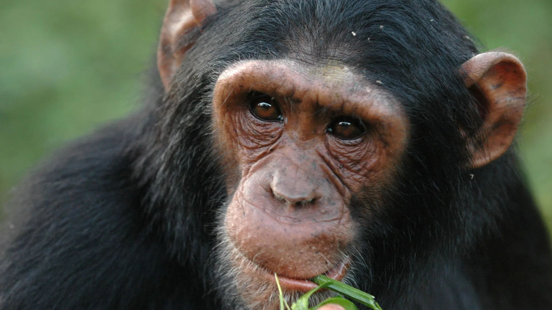 Mahale Mountains National Park chimpanzees Tanzania