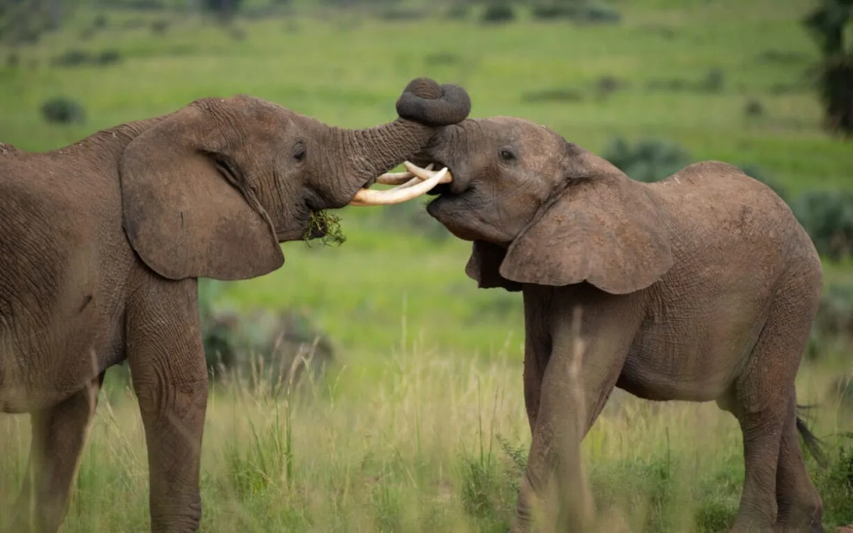 Tarangire National Park