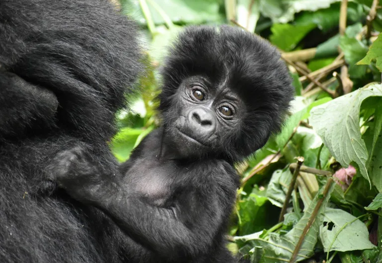 Bwindi Impenetrable Forest, Uganda