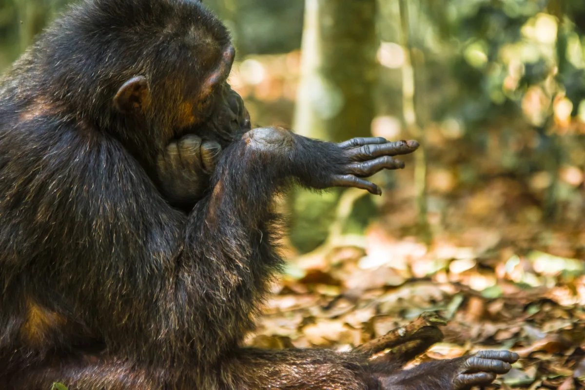 Kibale Forest National Park, Uganda