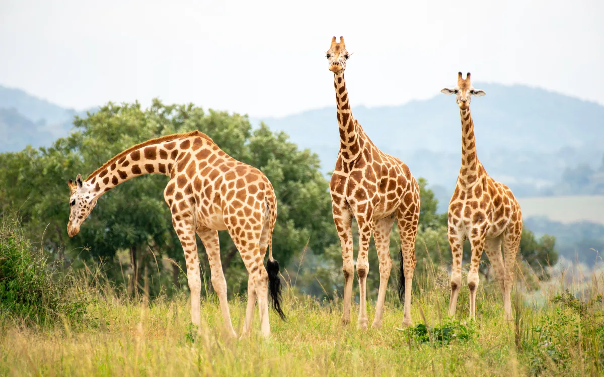 Kidepo Valley National Park, Uganda