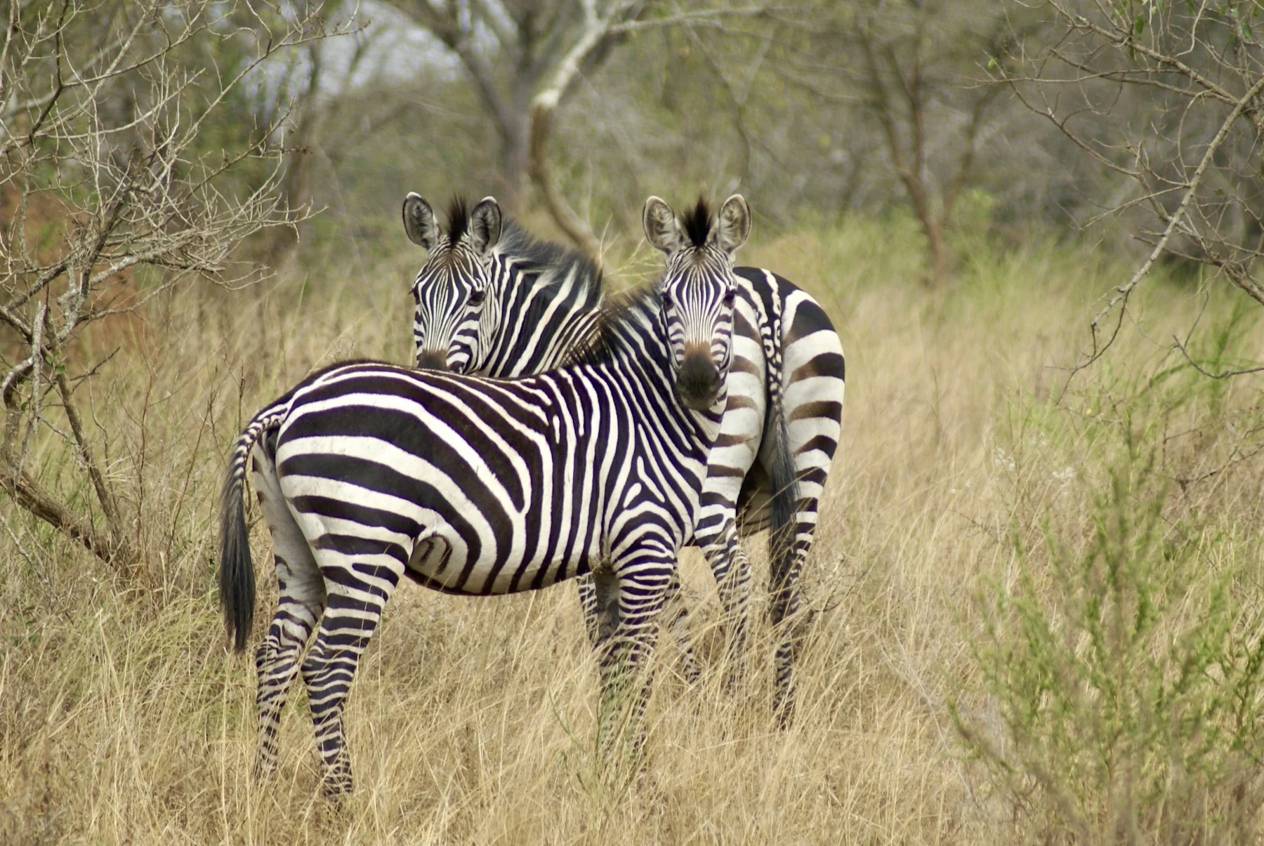 Plains zebras in Lake Mburo National Park, Uganda