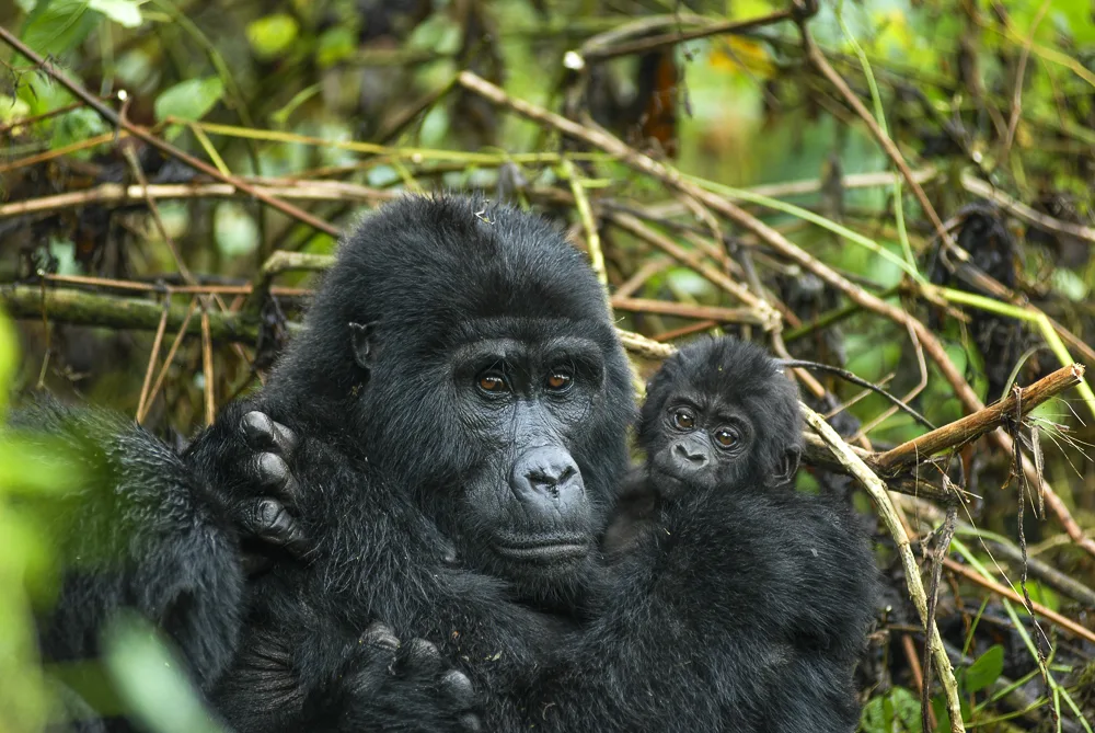 Mgahinga Gorilla National Park, Uganda