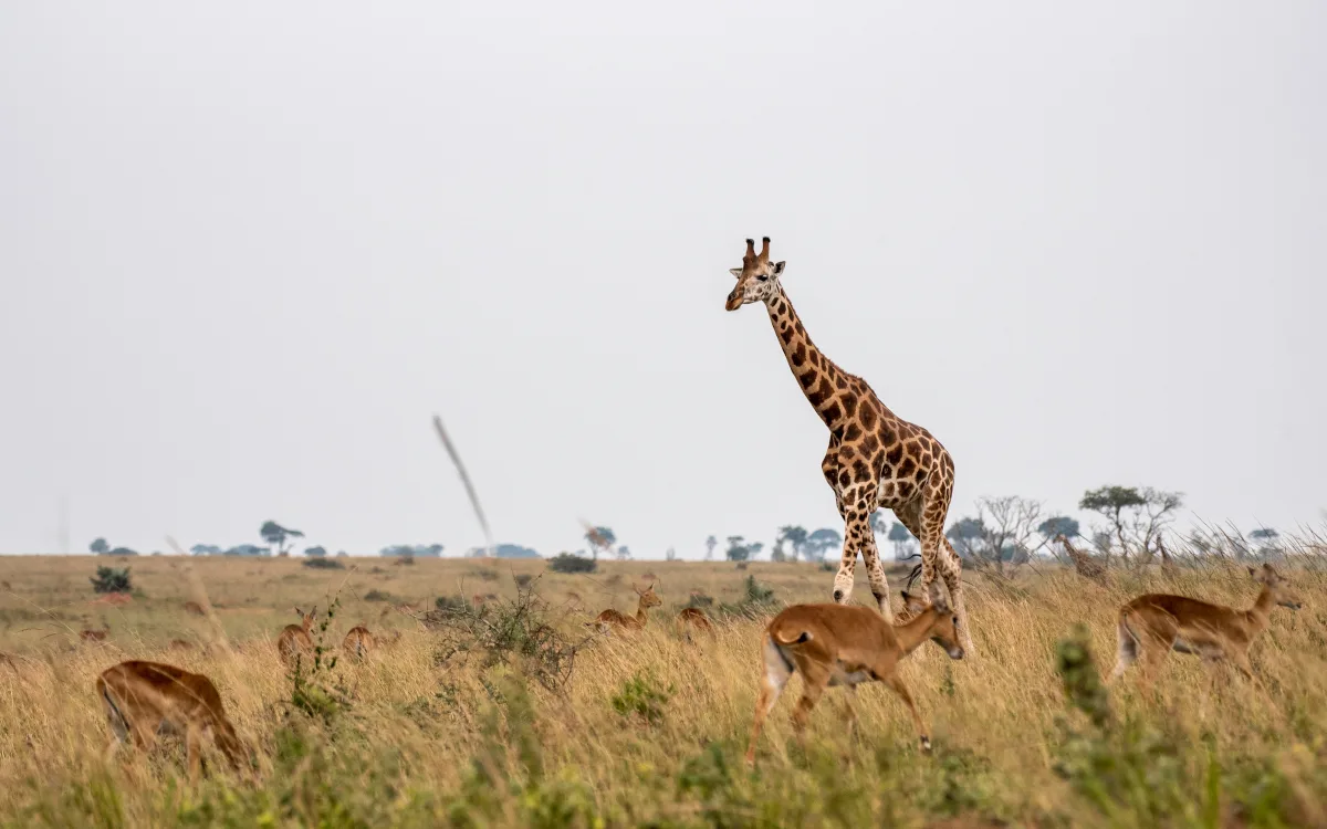 Murchison Falls National Park, Uganda