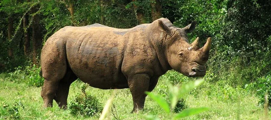 Black Rhinoceros in Akagera National Park, Rwanda
