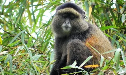Golden Monkey in the bamboo zone, Volcanoes NP, Rwanda