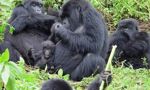 Mountain Gorilla family in Volcanoes National Park, Rwanda