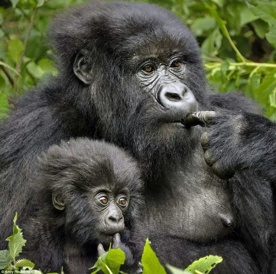A mountain gorilla mother and infant resting in the forest of the Virunga region