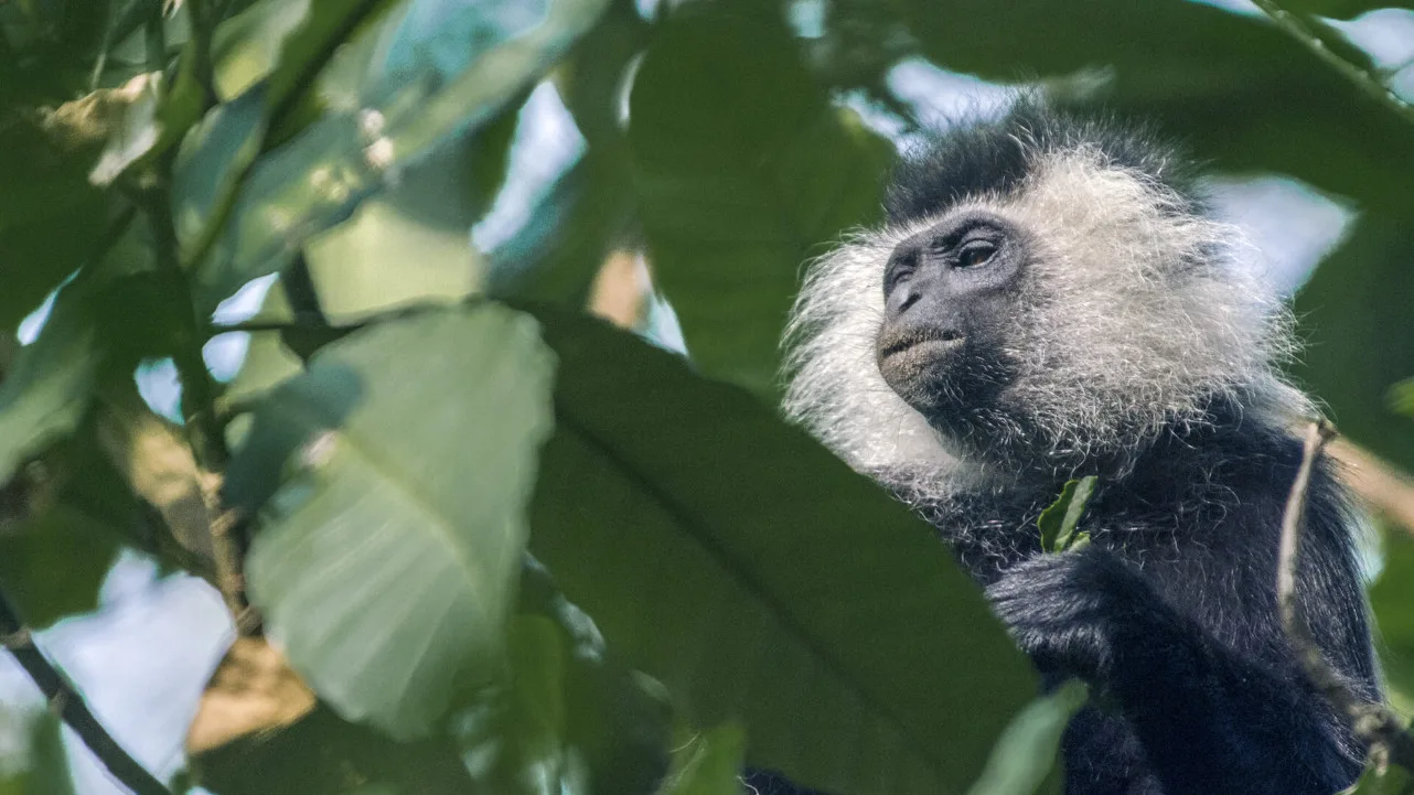 Primates in Rwanda