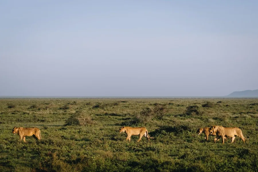Lions walking across the Serengeti savanna, Tanzania