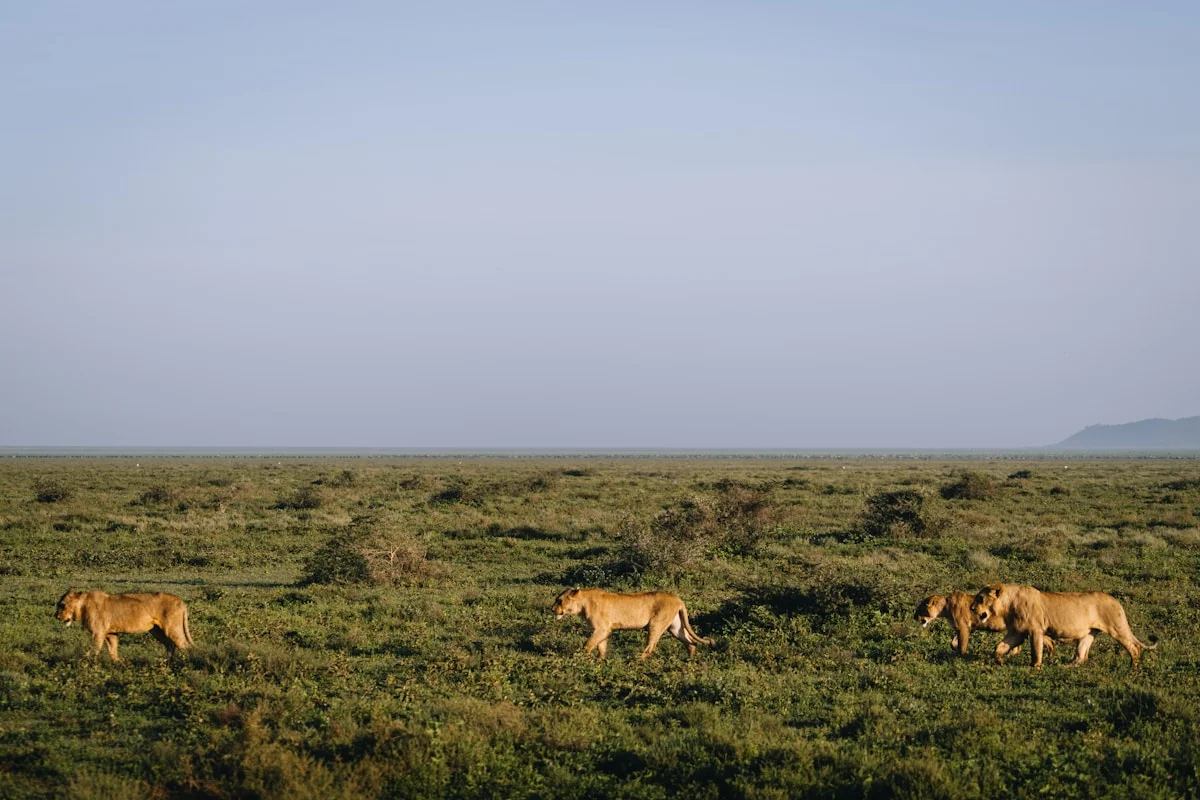 Lions walking across the Serengeti savanna, Tanzania