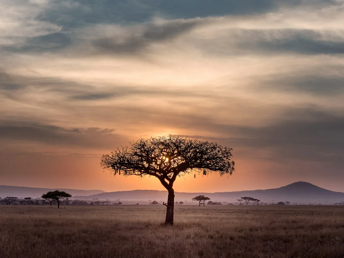 Acacia tree silhouetted against a Serengeti sunset, Tanzania