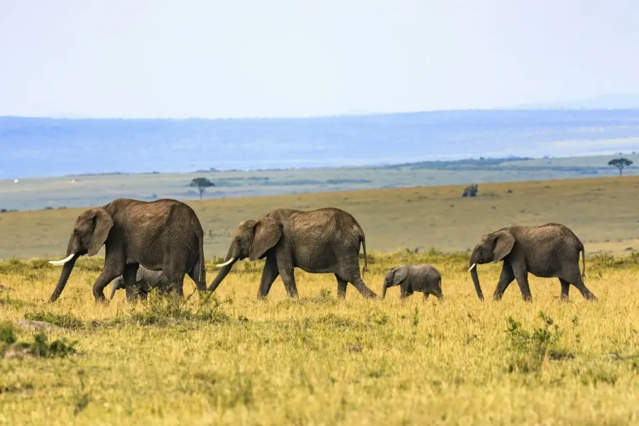 Elephants on the savanna beneath distant hills on the 10 Days Discover Tanzania Safari