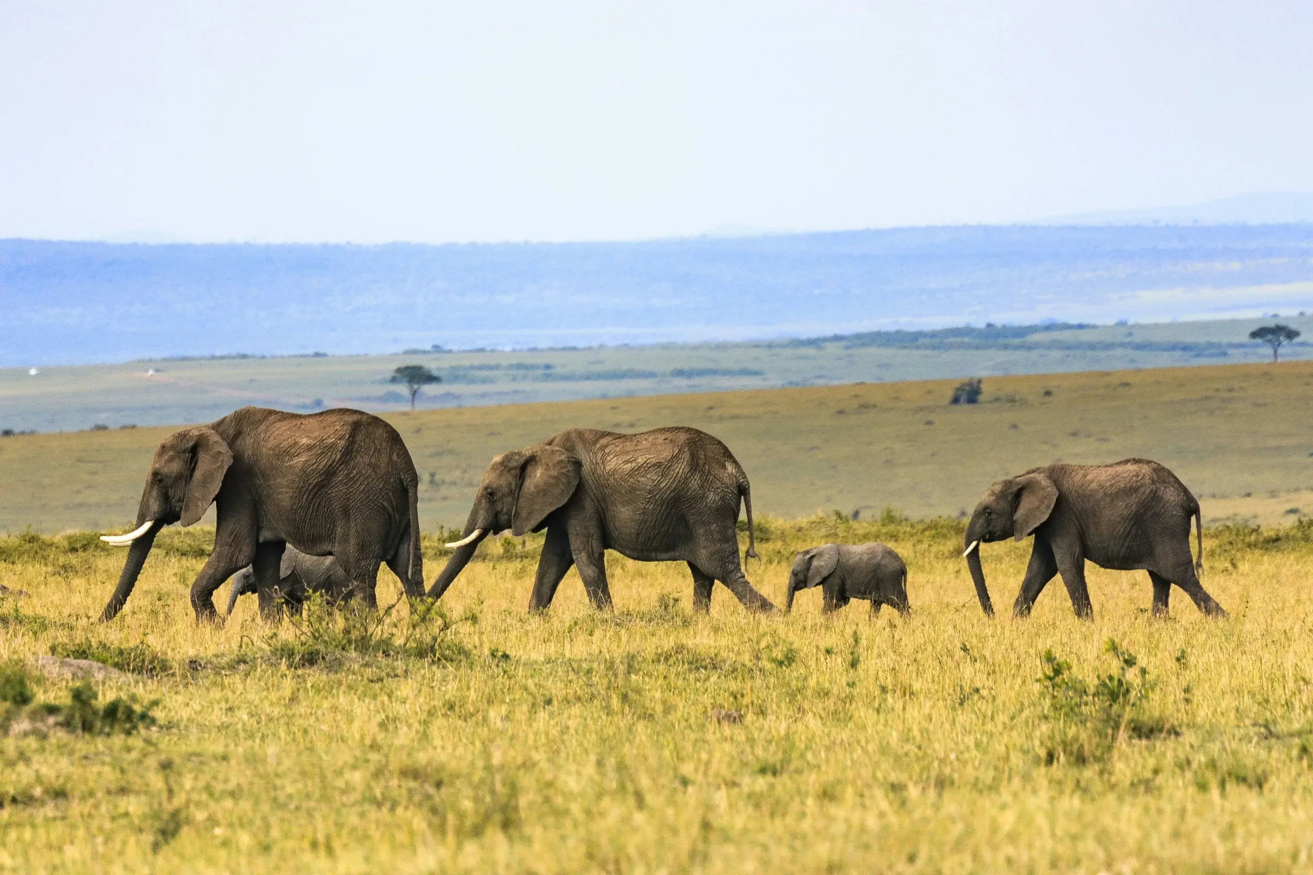 Elephants on the savanna beneath distant hills on the 10 Days Discover Tanzania Safari