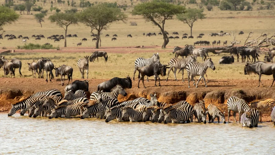 Zebra and wildebeest gathered at a Serengeti waterhole during the Great Migration on the 10 Days Great Migration Safari