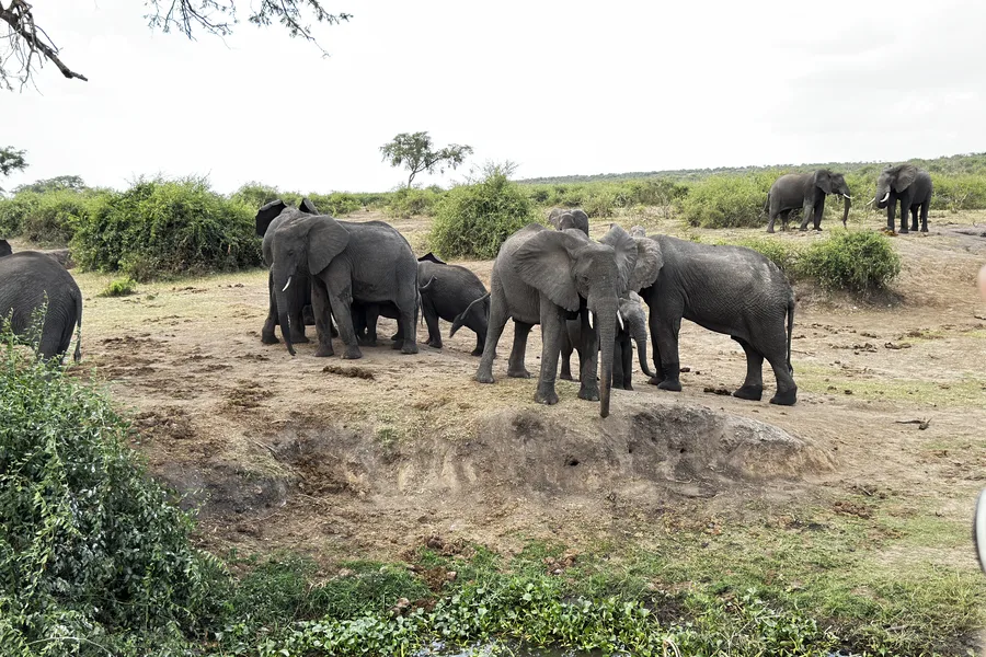 An elephant herd gathered at a waterhole in Uganda on the 10 Days Kenya & Uganda Luxury Safari