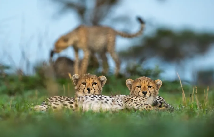 Cheetah cubs resting on the southern Serengeti plains during calving season on the 10 Days Serengeti Calving Safari & Luxury Island Escape