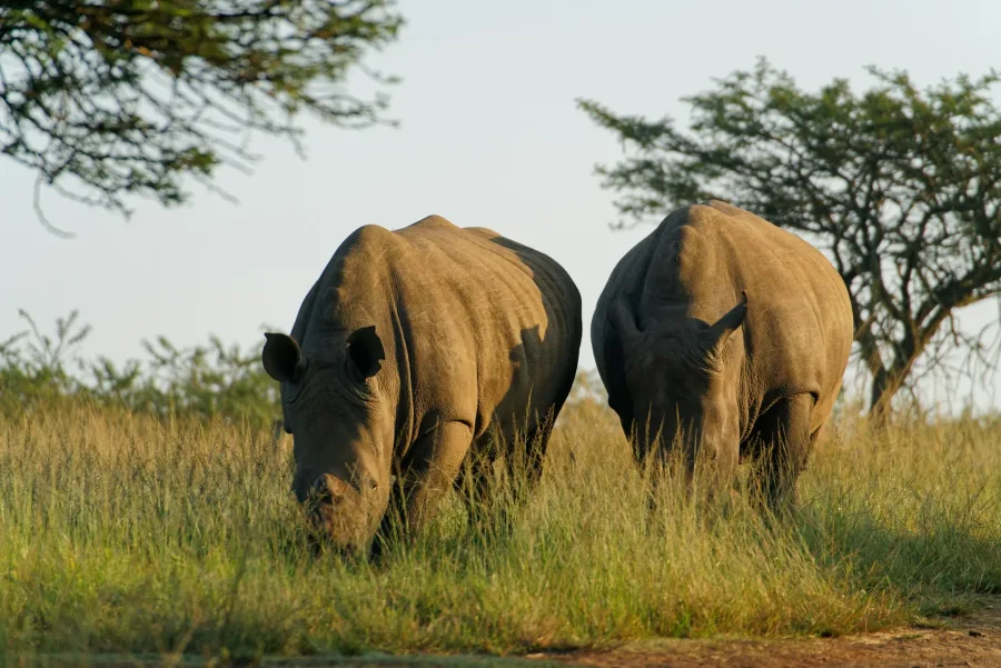 Rhinos grazing in golden savanna grass beneath acacia trees on the 10 Days Tanzania Classic Safari