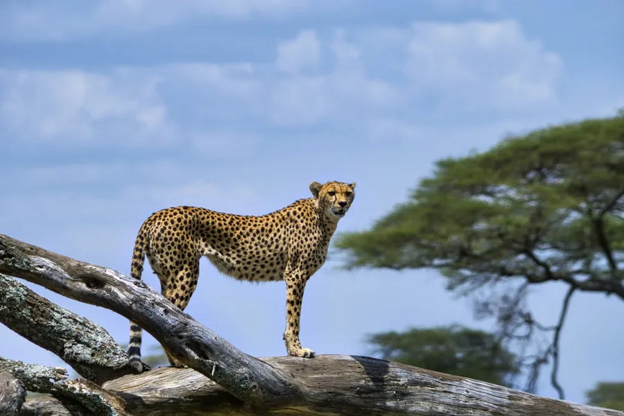 A cheetah on a fallen tree above the savanna on the 11 Days Best of Northern Tanzania Safari